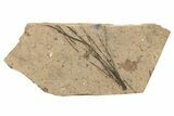 Conifer Needle (Pinus) Fossil - McAbee, BC #262215-1